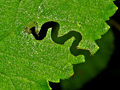 Aproceros leucopoda larva